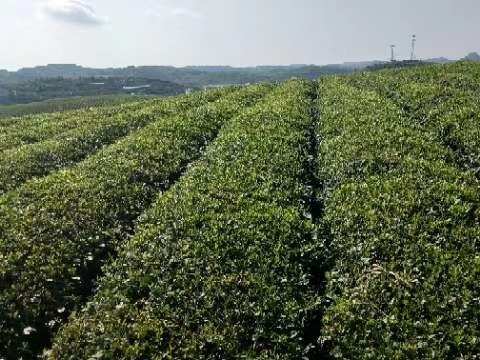 种十八调黄金茶，走脱贫致富小康路