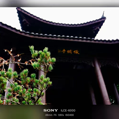 合肥植物园春日漫步
