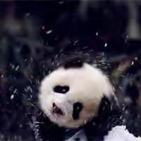 善意的谎言