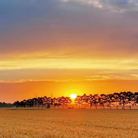 与花相伴 岁月生香——大常安小学师生同乐庆六一