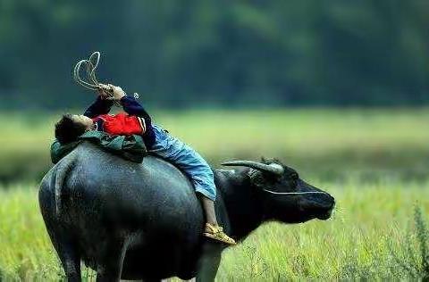 《我的苏北老家》·系列  牛背牧歌