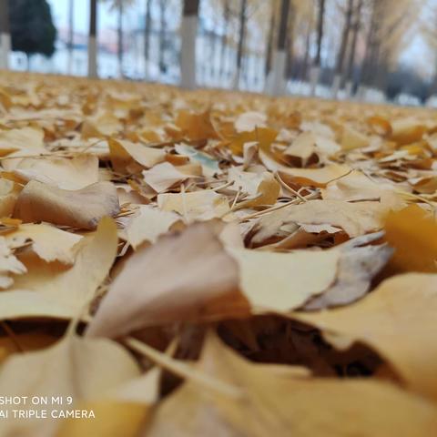 适逢银杏雨   成长在涿州