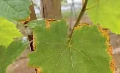 【武安林业科学技术推广站】高温来袭  树木怎么办？？？