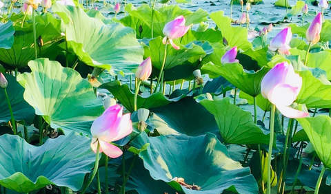 赏荷