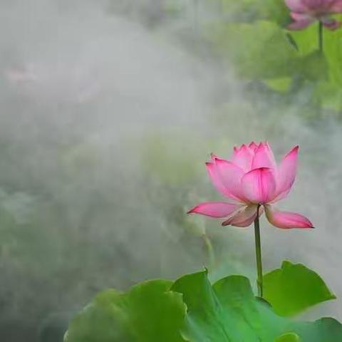 荷花定律