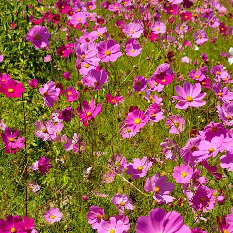 河畔漫步：与小狗的秋日静思之旅