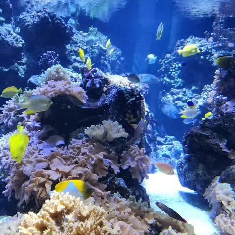 巴尔的摩水族馆 上