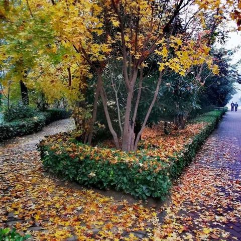 疫情当下家校共育，构建和谐亲子关系——卫辉市第九中学心理健康教育
