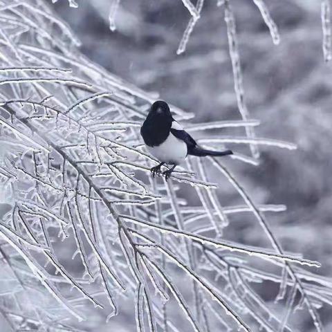 冰封一世界，瑞雪兆丰年