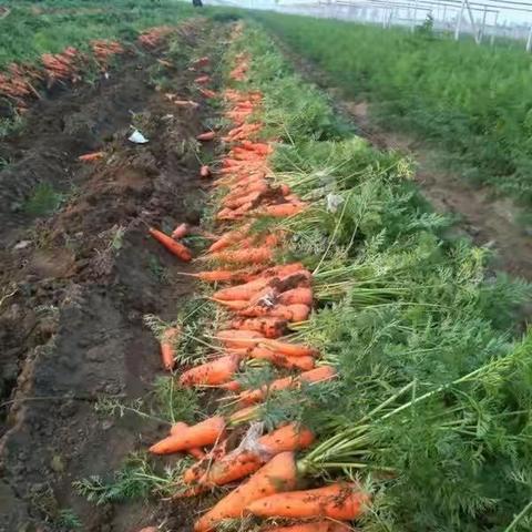 养生茶馆 ～ 胡萝卜的“天敌