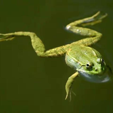 武林谁争峰？必须蛤蟆功！