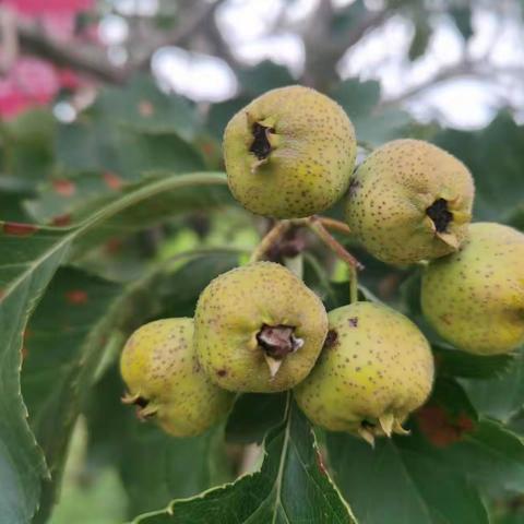“月满中秋，情满校园”主题班会——确山县第七小学五年级组