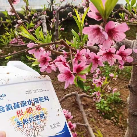 葡萄，桃升温期管理