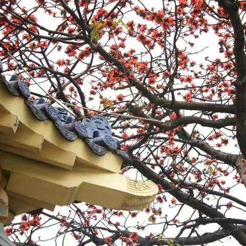 2019年3月1日木棉花开