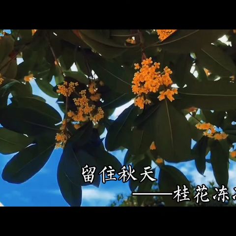 清不知夏去·一雨方知深秋