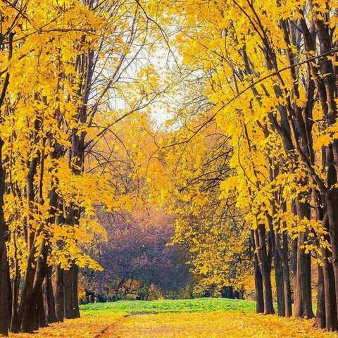 我和秋天有个约会——安吉天略外国语学校校外实践活动