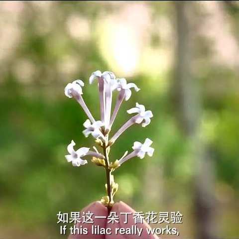 一朵丁香花（音乐版）