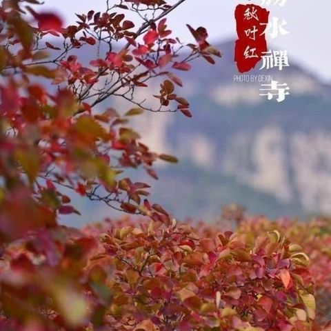 10月20号（周天）莲华山胜水禅寺赏红叶一日游每人99元