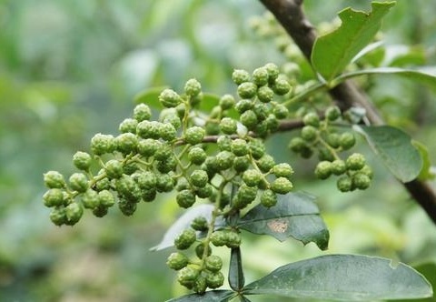 《摘椒》 诗四首