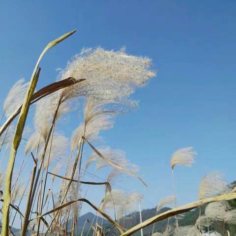 百转千回是离愁 ------介绍欧阳修《玉楼春》