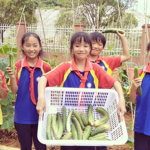 小小基地收获满满                           劳动实践意义非凡