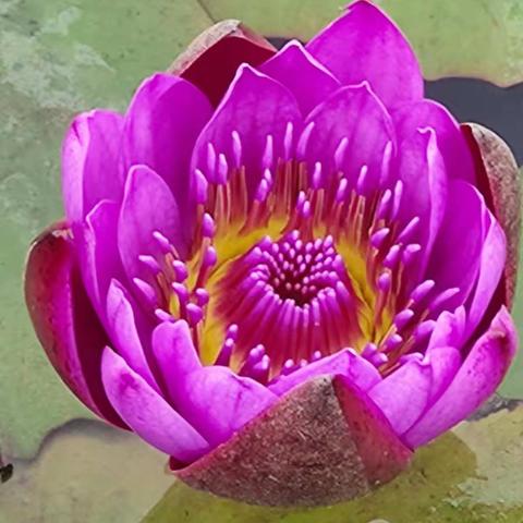 雨中的青秀山鲜花盛开