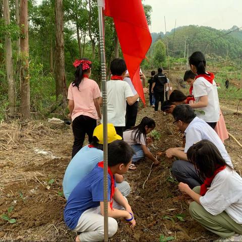 【党建引领】苍梧县岭脚镇丰田小学种植六堡茶绿色基地