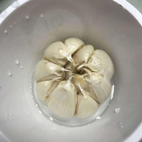 神奇的水培——大蒜成长记