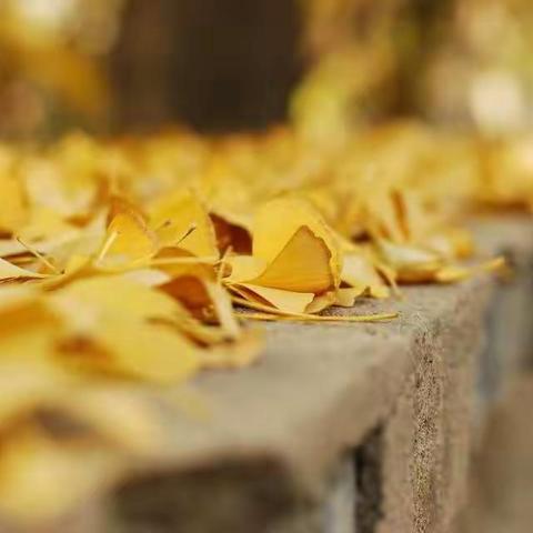 叶落归根，是万物最终的归宿