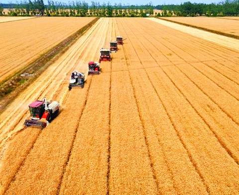 “雨口夺粮”抢收忙