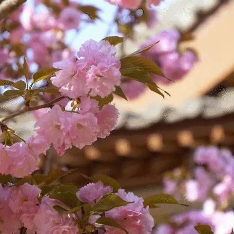 暖春行动|天朗御湖项目3月服务品质提升行动中