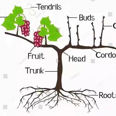 【FT】万思乐学V-learn小西妈双语工程1906期+177Judy 打卡D158