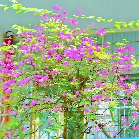 【古怪显可爱，猫咪令着迷】雷州第八小学丘肆玲老师磨课剪辑