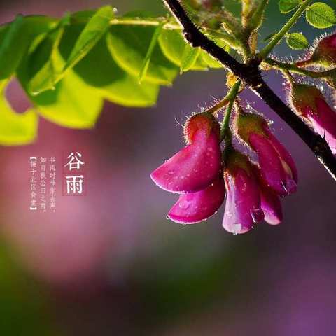 庐陵诗词学会《第十三届谷雨诗会》作品专辑