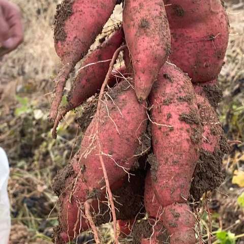 扎根农业的情怀 朴实无华的泉泰