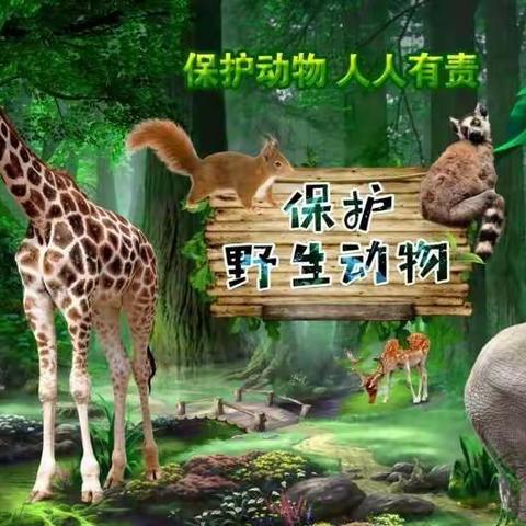 守护林海精灵——呼中区保护野生动物保宣传单