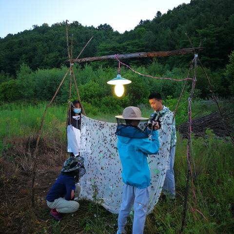 2021野趣虫友伊春科考营蛾调记录