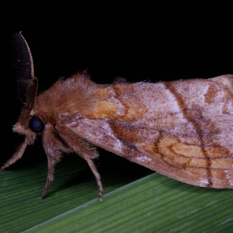 【野趣虫友蝶蛾科考指南】～～～博物画篇（1）～～