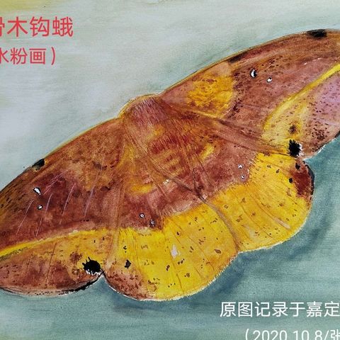 【野趣虫友蝶蛾科考指南】～～～博物画篇（2）～～