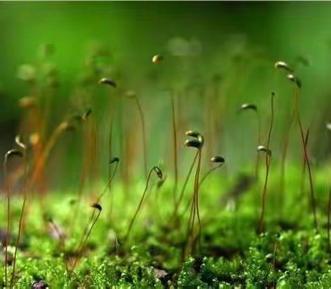 东营区 一中二（2）中队种植篇 雁美在高空中，花美在绿丛中，话美在道理中，人美在劳动。