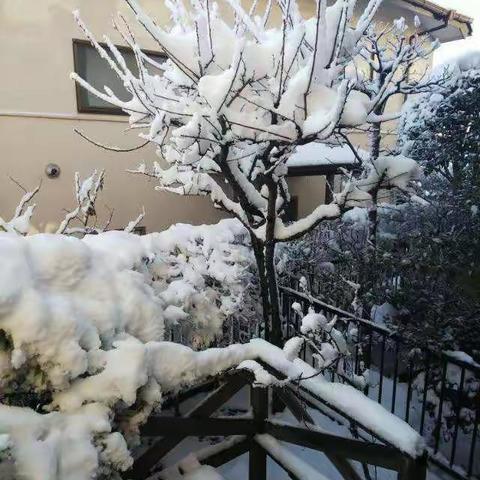 东京初雪
