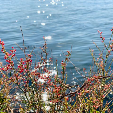 风花雪月里，苍山洱海边