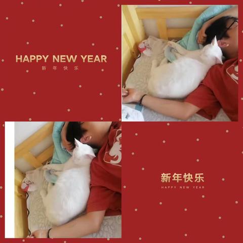 小宠们又来啦