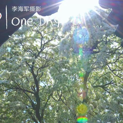 花非花一一一百年流苏花开千年孟府