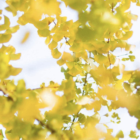 东祥幼儿园大四班课程故事————从来银杏不负秋🍂