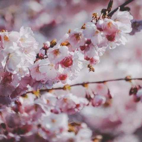 西安市第七十一中学“停课不停教，停课不停学”初二音乐（八）