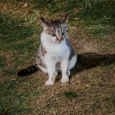 黄埭春日偶遇三只猫：草色遥看近却无