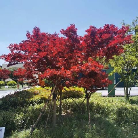 孩子们笔下的安徒生童话（第二期）