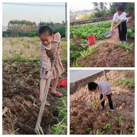 四（2）班学生参加社会劳动实践活动展示