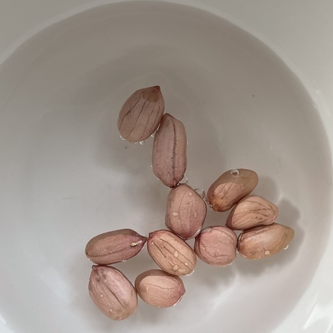 我的花生🥜宝宝